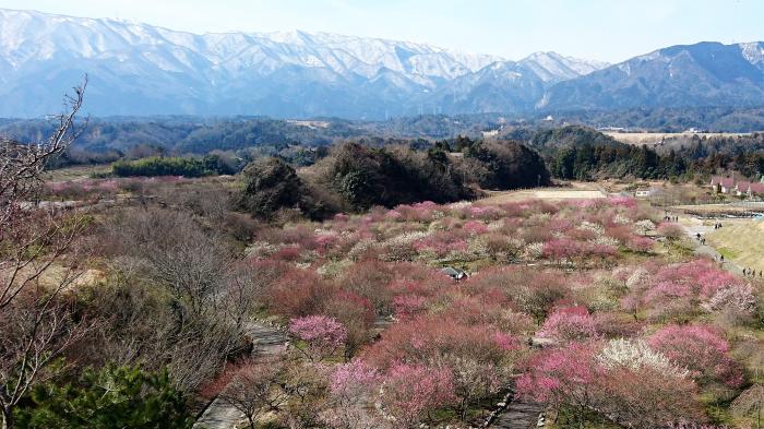 『山の雪解けを待つ梅の花』第32回フォトコンテスト入賞　　　　　　　　　　　　　 撮影：㈲イケダヤ 後藤 弘文 氏